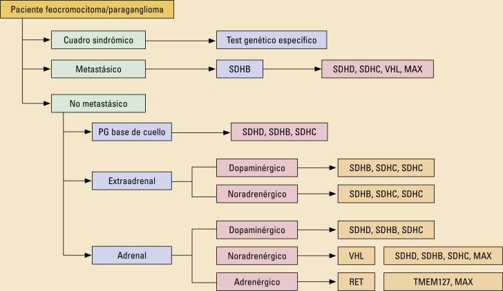 feocromocitoma diagnostico y tratamiento eficaz del trastorno