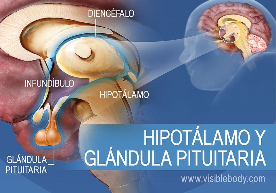 funcion clave de la glandula pituitaria en el sistema endocrino humano