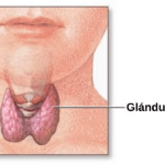 funcion clave de la glandula tiroides en el cuerpo humano