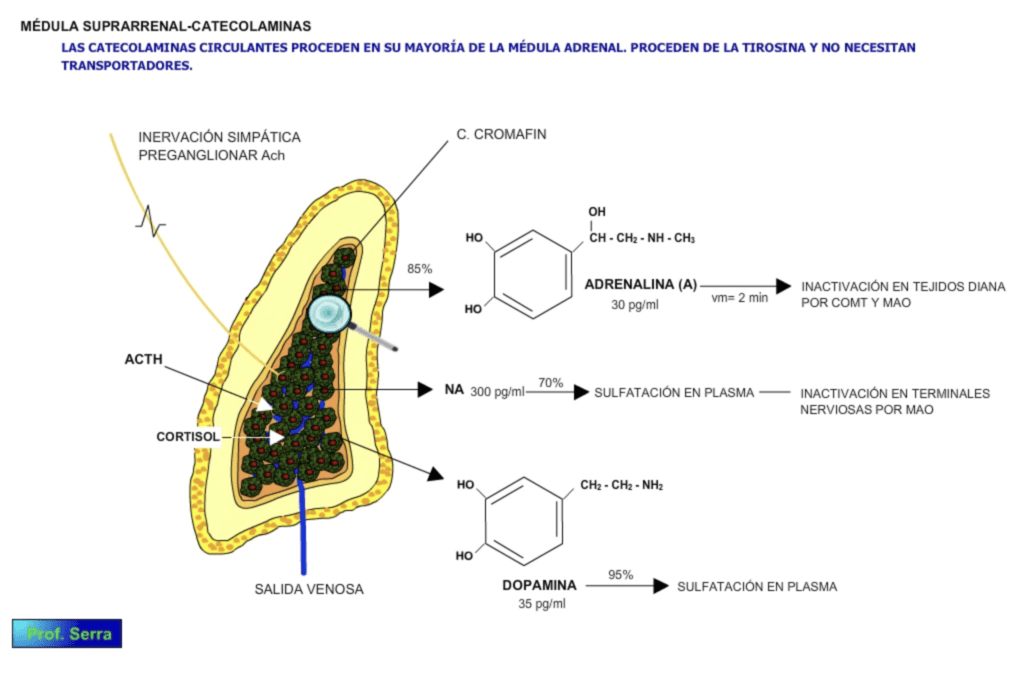 funcion de las catecolaminas regulan el estres y metabolismo