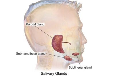 funcion de las glandulas salivales en el sistema endocrino