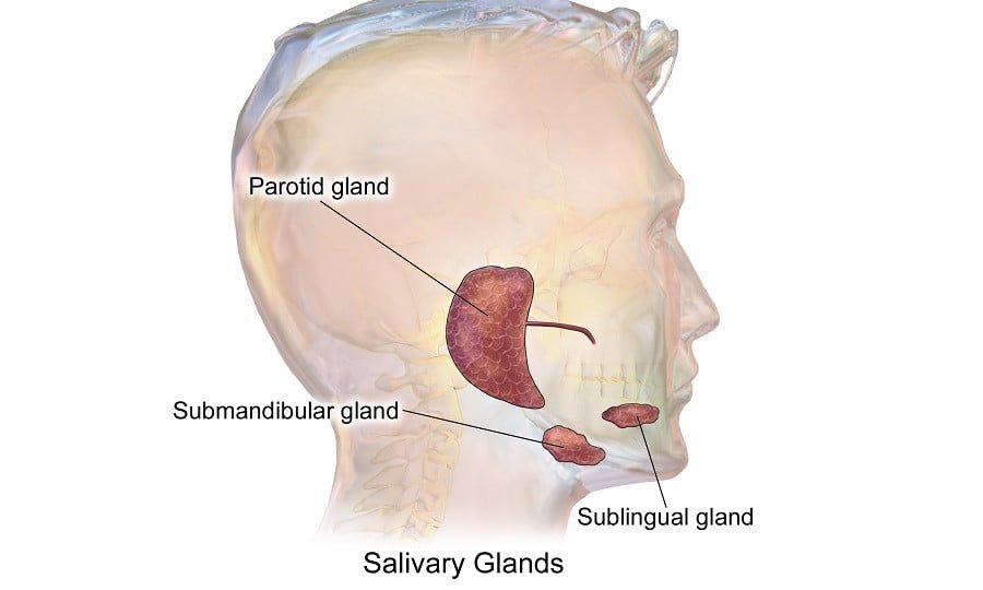 Función de las glándulas salivales en el sistema endocrino 1 funcion de las glandulas salivales en el sistema endocrino