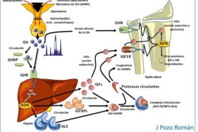 funcion del factor de crecimiento similar a la insulina igf