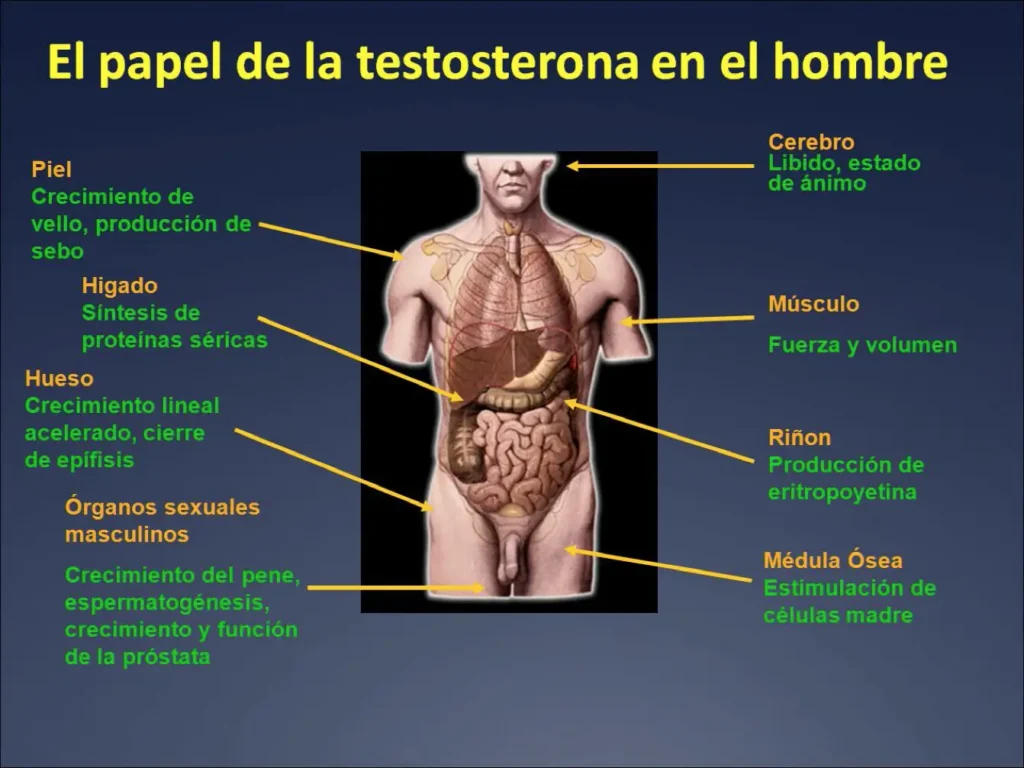 funcion y caracteristicas de la testosterona en el cuerpo humano