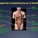 Función y características de la testosterona en el cuerpo humano