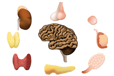 funcionamiento de las hormonas en el cuerpo guia esencial