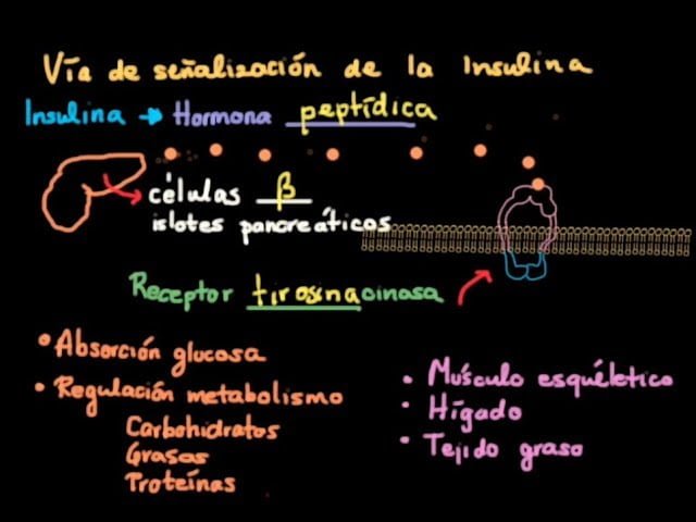 funciones clave de la insulina en el metabolismo y su regulacion