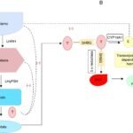 funciones e impactos de los estrogenos en el cuerpo humano