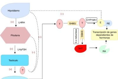funciones e impactos de los estrogenos en el cuerpo humano