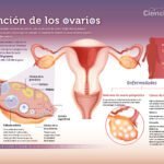 Funciones hormonales de los ovarios en la reproducción humana