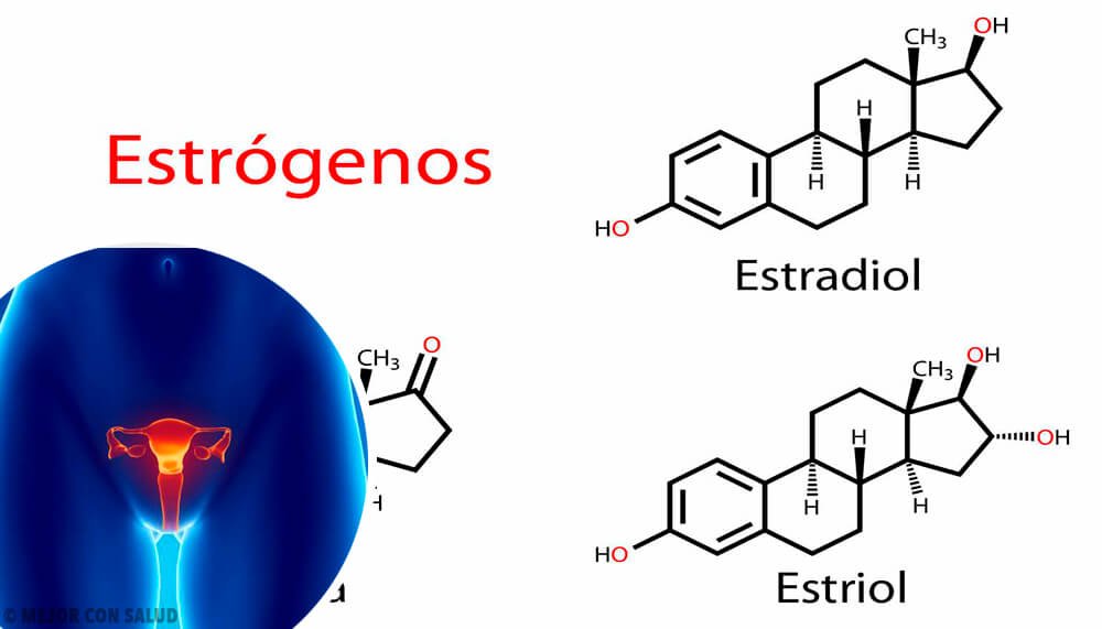 funciones y caracteristicas de los estrogenos en el ser humano