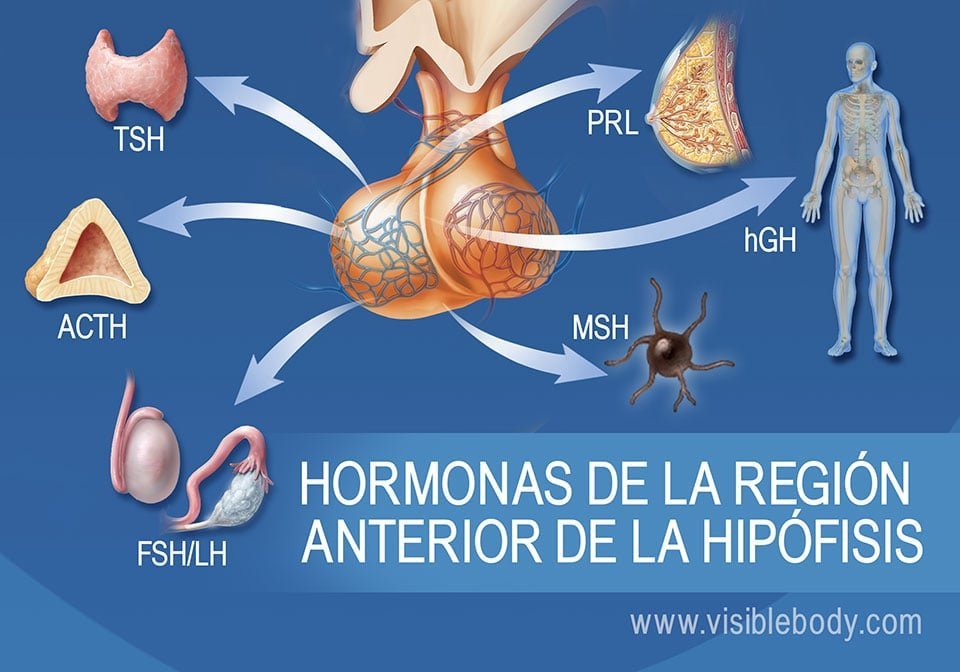 funciones y conceptos de los receptores hormonales en el cuerpo