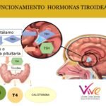 funciones y efectos del tiroides en reposo en la salud