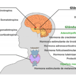 Glándula pineal: función y relevancia en el cuerpo humano