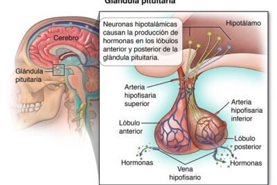 glandula pituitaria funciones y rol en el cuerpo humano