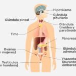 glandulas definicion y funciones que debes conocer