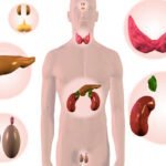 glandulas endocrinas funciones e importancia en el cuerpo humano