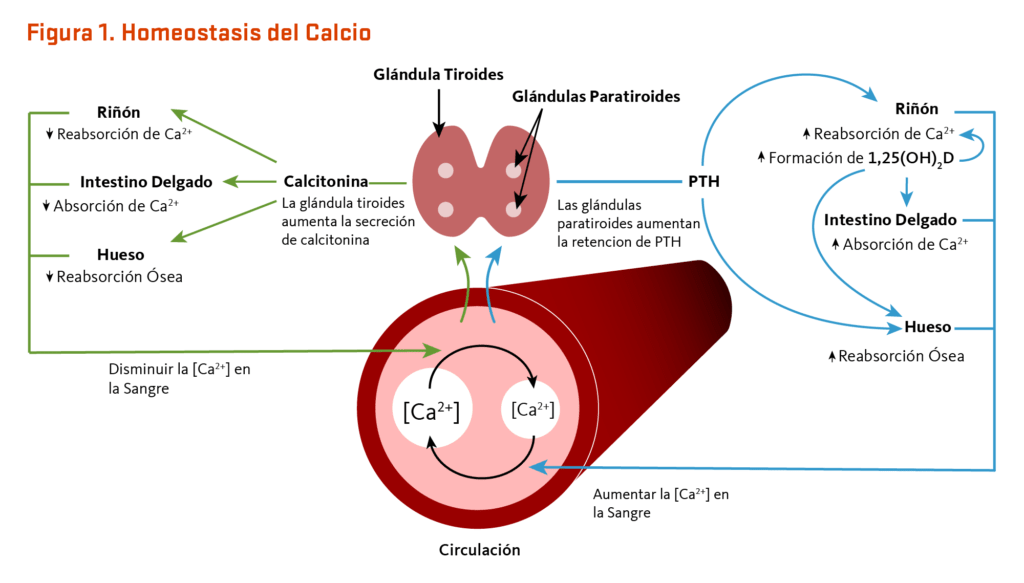 glandulas reguladoras del calcio en el cuerpo humano