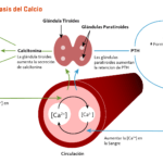 glandulas reguladoras del calcio en el cuerpo humano