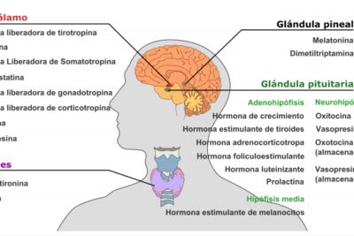 glandulas responsables de la produccion de hormonas de crecimiento