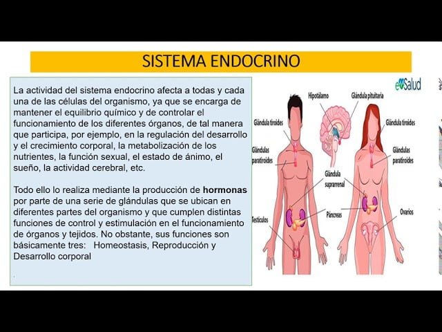 glandulas y su relacion con el estado emocional del ser humano