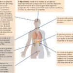 gonadas y su papel en la produccion de adrenalina en humanos