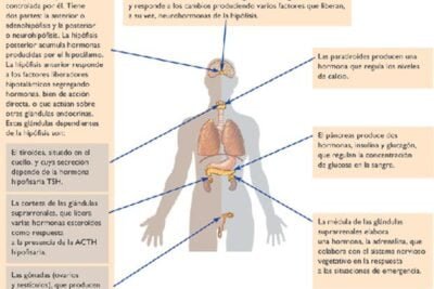 gonadas y su papel en la produccion de adrenalina en humanos