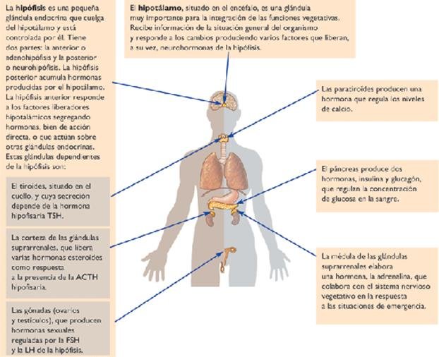 gonadas y su papel en la produccion de adrenalina en humanos