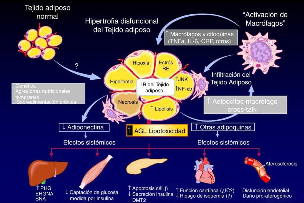 guia completa del peptido transportador de glucosa en el organismo