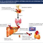Guía completa para entender el tratamiento de disfunciones tiroideas
