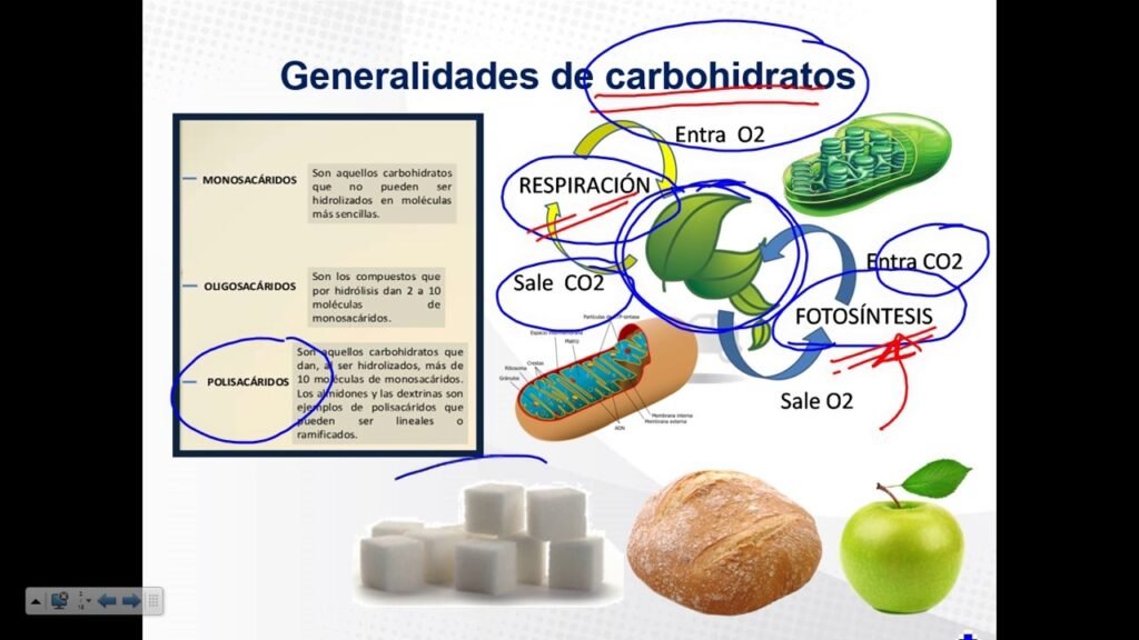 guia completa sobre el metabolismo de los carbohidratos