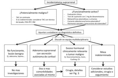 guia completa sobre el trasplante de glandula adrenal