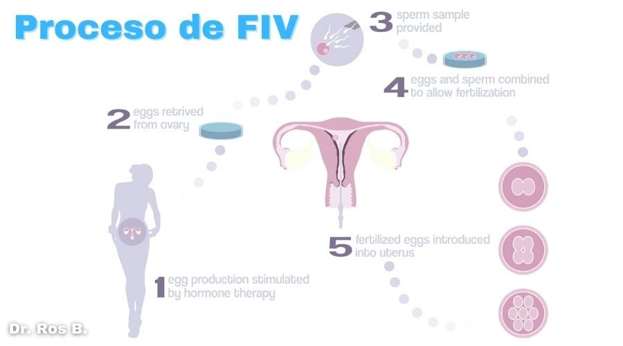 guia completa sobre la ovulacion espontanea y su proceso