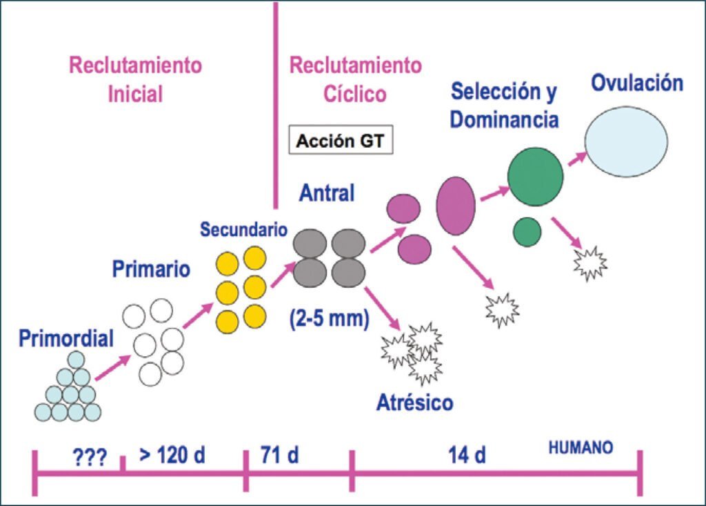 Guía completa sobre la ovulación inducida y su proceso 1 guia completa sobre la ovulacion inducida y su proceso