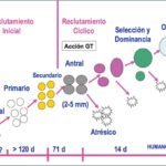 guia completa sobre la ovulacion inducida y su proceso