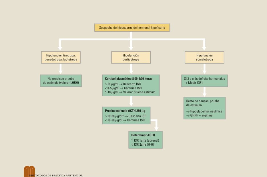 guia completa sobre las pruebas de estimulacion hormonal