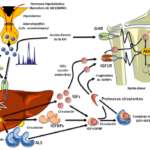 hallazgos recientes en endocrinologia del crecimiento e investigaciones