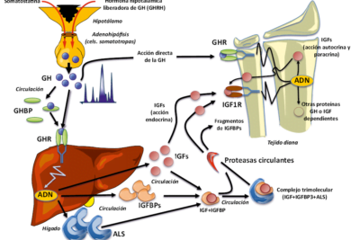 hallazgos recientes en endocrinologia del crecimiento e investigaciones