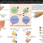 hiperlipidemia causas efectos y su relacion con hormonas