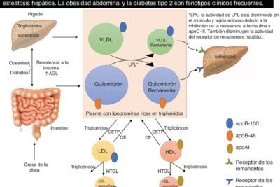 hiperlipidemia causas efectos y su relacion con hormonas