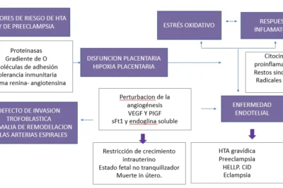 hipertension en el embarazo causas riesgos y cuidados clave