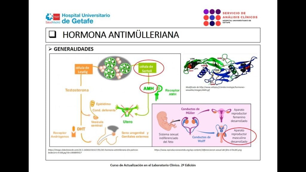 hormona antimulleriana definicion y funciones esenciales humanas