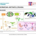 hormona antimulleriana definicion y funciones esenciales humanas