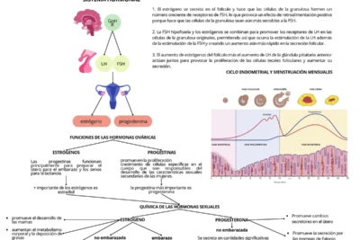 hormona de inhibicion de gnrh funciones y efectos explicados