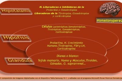 hormona del crecimiento funcion importancia y efectos corporeos