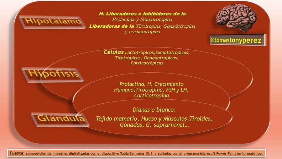 Hormona del crecimiento: función, importancia y efectos corporeos 1 hormona del crecimiento funcion importancia y efectos corporeos