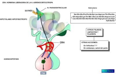 hormona liberadora de corticotropina funcion y caracteristicas