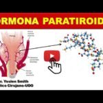 hormona paratiroidea funcion esencial y datos importantes