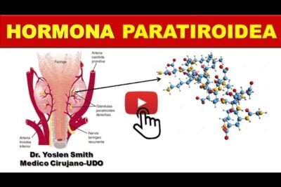 hormona paratiroidea funcion esencial y datos importantes