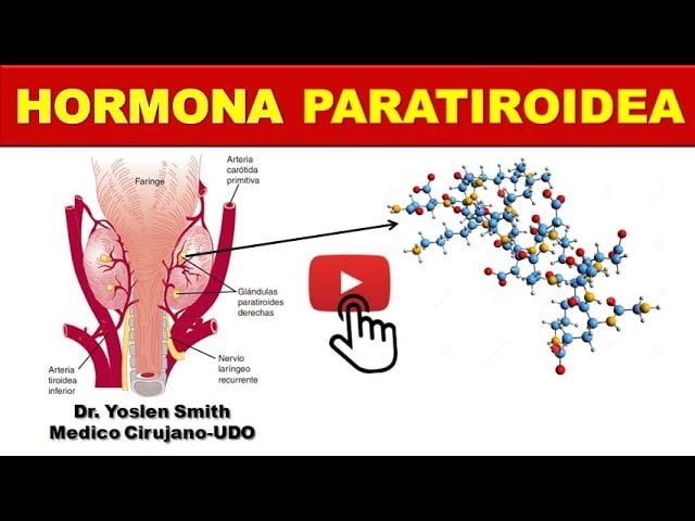 Hormona paratiroidea: función esencial y datos importantes 1 hormona paratiroidea funcion esencial y datos importantes
